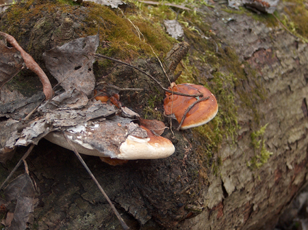 Fungo lignicolo al bosco dei Bordighi (Fomitopsis pinicola)